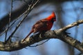 Vibrant Red Male Cardinal - Cardinalis cardinalis - III Royalty Free Stock Photo